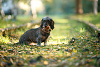 Dachshund