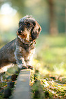Dachshund