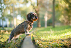 Dachshund