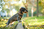 Dachshund