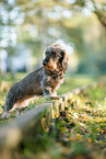 Dachshund