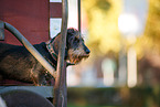 Dachshund