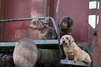 3 Dachshunds