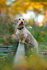Dachshund