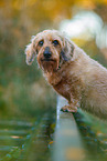 Dachshund