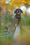 Dachshund