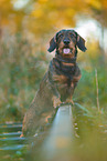 Dachshund