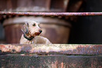 Dachshund