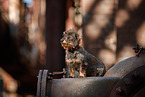 Dachshund