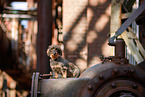 Dachshund