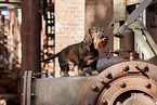 Dachshund