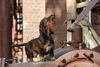 Dachshund