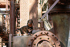 Dachshund