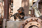 Dachshund