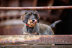 Dachshund