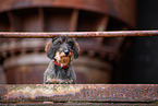 Dachshund