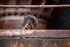 Dachshund