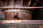 Dachshund