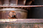 Dachshund