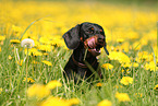 Dachshund