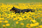 Dachshund