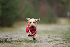Dachshund