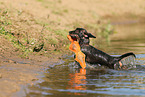 Dachshund