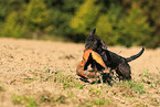 Dachshund