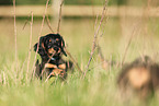 Dachshund Puppy