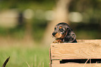 Dachshund Puppy