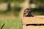 Dachshund Puppy