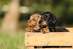 Dachshund Puppies