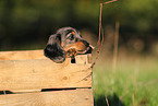 Dachshund Puppy