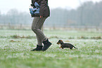 Dachshund Puppy