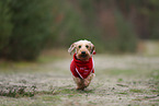 Dachshund