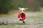 Dachshund