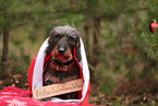 Dachshund