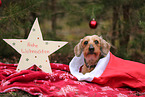 Dachshund