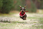 Dachshund