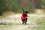 Dachshund