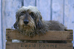 Dachshund