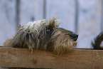 Dachshund
