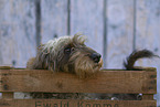 Dachshund