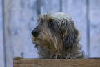 Dachshund