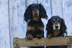 Dachshund