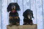 Dachshund