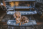 Dachshund