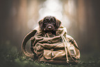 Dachshund Puppy