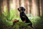 Dachshund