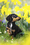 Dachshund Puppy